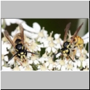 Vespula germanica - Deutsche Wespe - 02 rechts - Teverener Heide.jpg